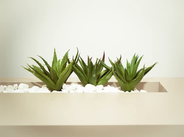 aloe vera beard dandruff treatment