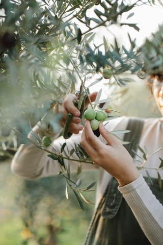 a lady cutting argan fruits from a tree