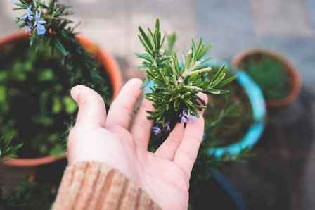 rosemary leaves touched be hands
